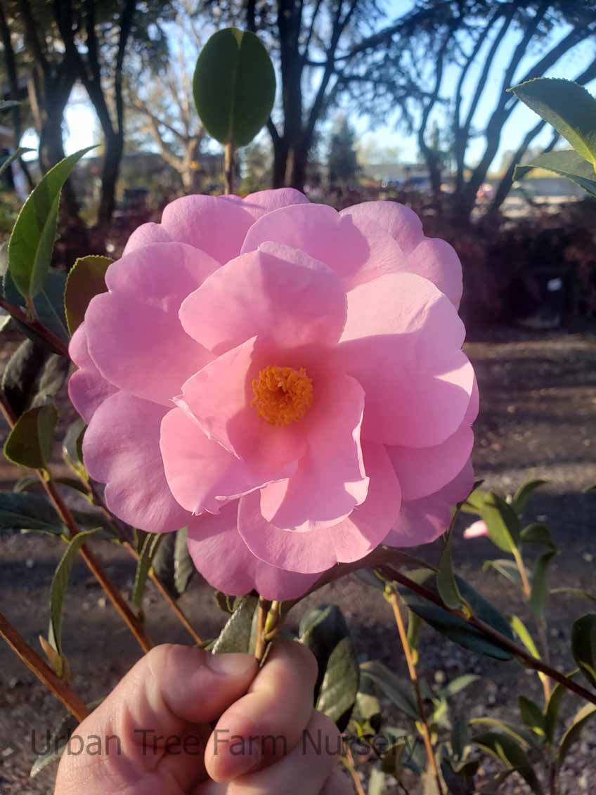 Camellia-japonica-Marie-Bracie-a Camellia japonica 'Marie Bracie' - Image 1