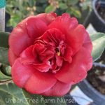 Camellia japonica 'Midnight'