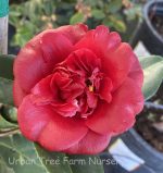 Camellia japonica 'Midnight'