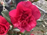 Camellia japonica 'Midnight' - Image 2