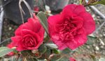 Camellia japonica 'Midnight' - Image 3