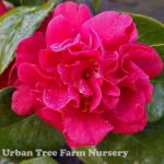 Camellia japonica 'Mrs. Charles Cobb' TRELLIS
