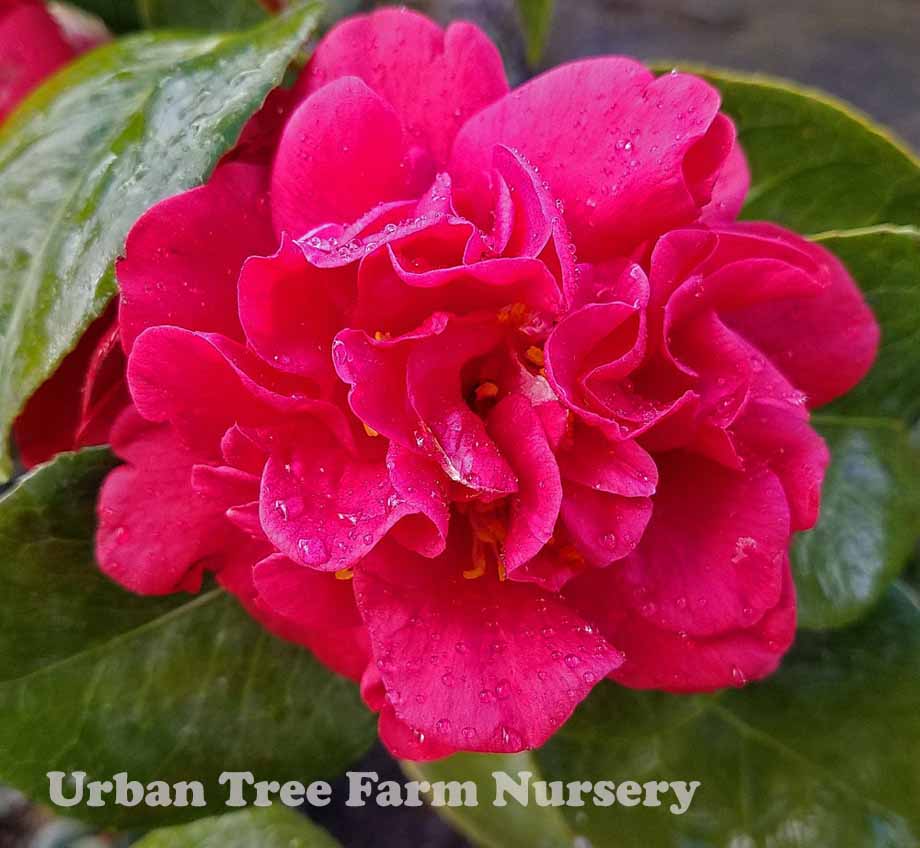 Camellia-japonica-Mrs.-Charles-Cobb-TRELLIS-a Camellia japonica 'Mrs. Charles Cobb' TRELLIS - Image 1