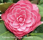 Camellia japonica 'Mrs. Tingley' STD