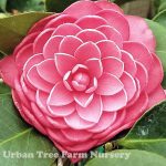 Camellia japonica 'Mrs. Tingley' STD