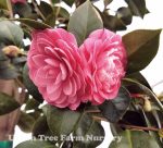 Camellia japonica 'Mrs. Tingley' TRELLIS - Image 2