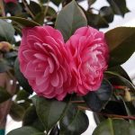 Camellia japonica 'Mrs. Tingley'