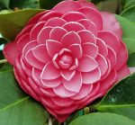 Camellia japonica 'Mrs. Tingley' - Image 2