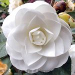 Camellia japonica 'Nuccio's Cameo'