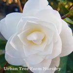 Camellia japonica 'Nuccio's Gem' STD