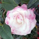 Camellia japonica 'Nuccio's Gem'