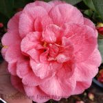 Camellia japonica 'Nuccio's Jewel'