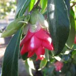 Camellia japonica 'Peacock'