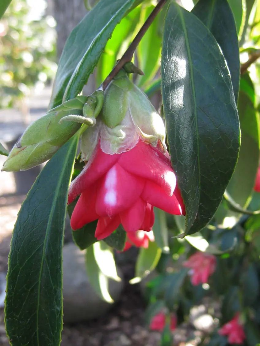 flower-masako-0120様 flower-masako-0120様 flower-masako-0120様