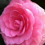 Camellia japonica 'Pink Parade'