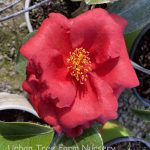 Camellia japonica 'Royal Velvet'
