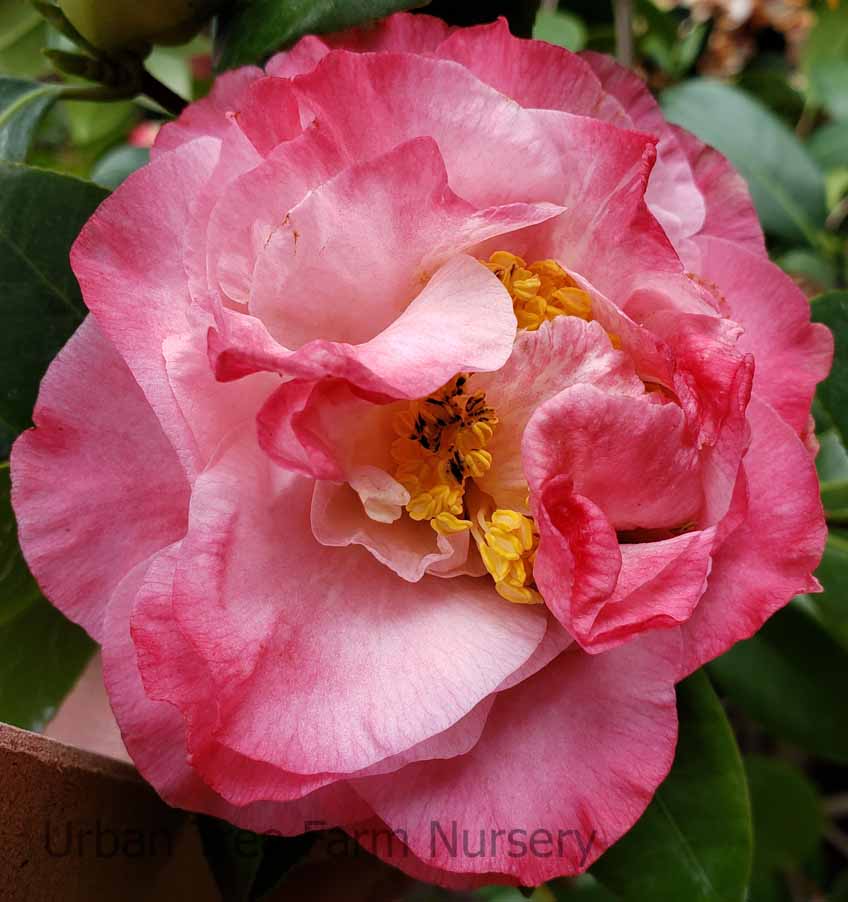 Camellia japonica 'Scentsation' STD