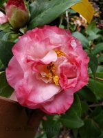 Camellia japonica 'Scentsation'