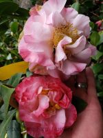 Camellia japonica 'Scentsation' - Image 2