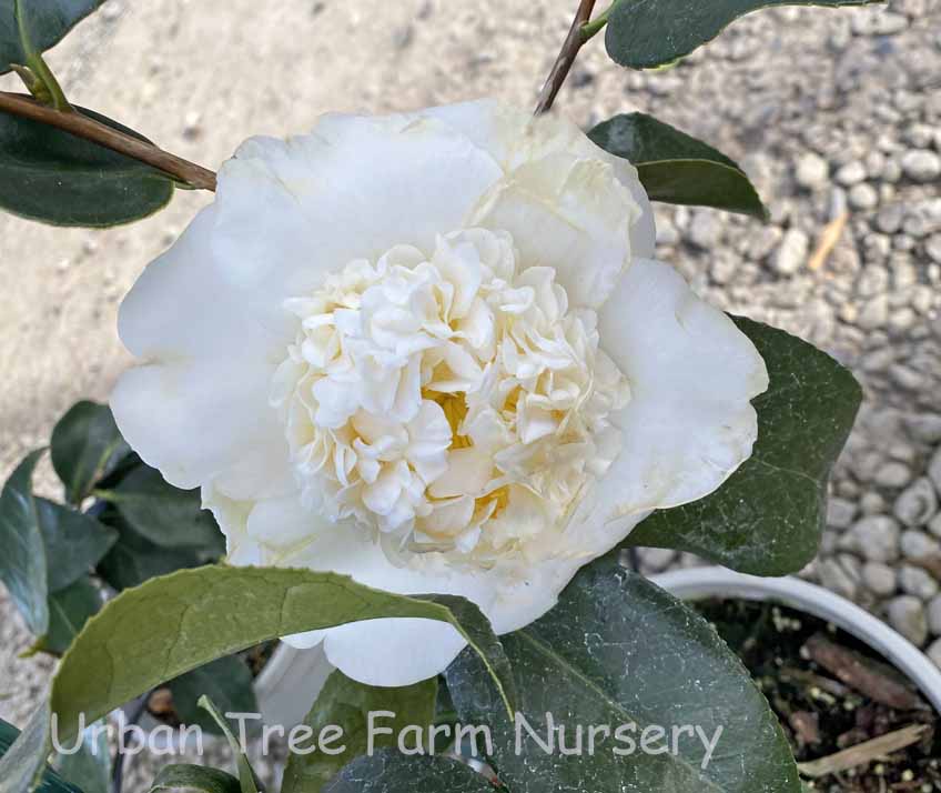 Camellia-japonica-Shiro-Chan-a Camellia japonica 'Shiro Chan' - Image 1