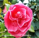 Camellia japonica 'Spellbound' STD