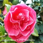 Camellia japonica 'Spellbound' STD