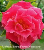 Camellia japonica 'Spellbound' STD - Image 2