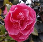 Camellia japonica 'Spellbound'