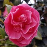 Camellia japonica 'Spellbound'