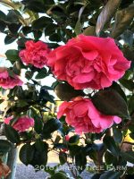 Camellia japonica 'Spellbound' - Image 3