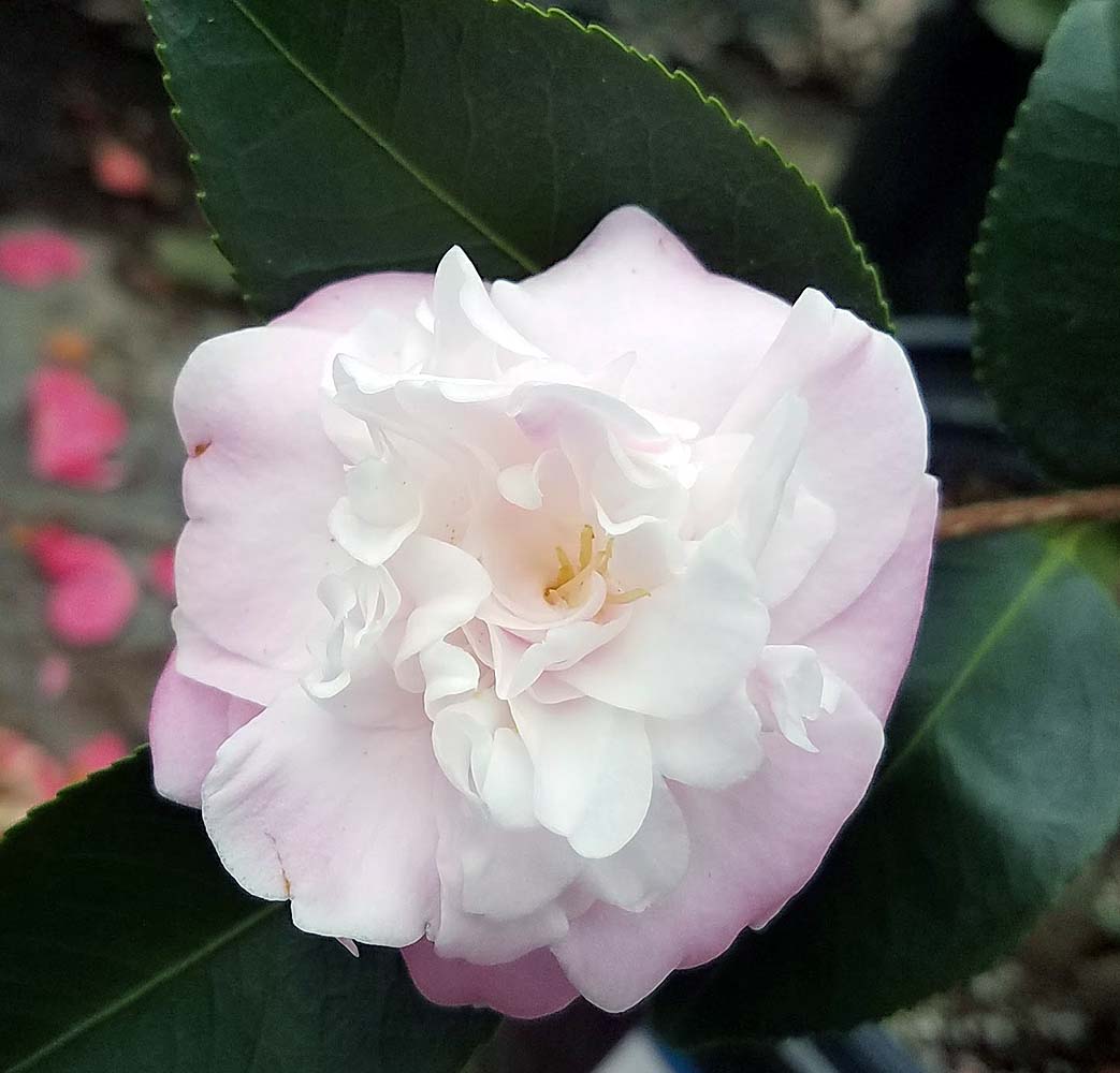 Camellia-japonica-Sweet-Jane-a Camellia japonica 'Sweet Jane' - Image 1