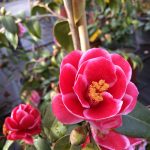 Camellia japonica 'Tama Peacock'
