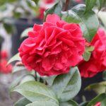 Camellia japonica 'Tom Knudsen'