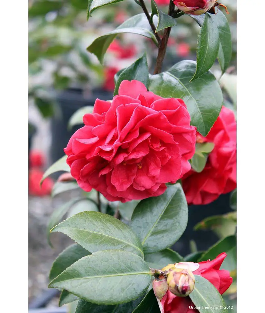 Camellia japonica 'Tom Knudsen' | Urban Tree Farm Nursery