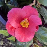 Camellia japonica 'Unryu'