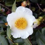 Camellia japonica 'White Mermaid'