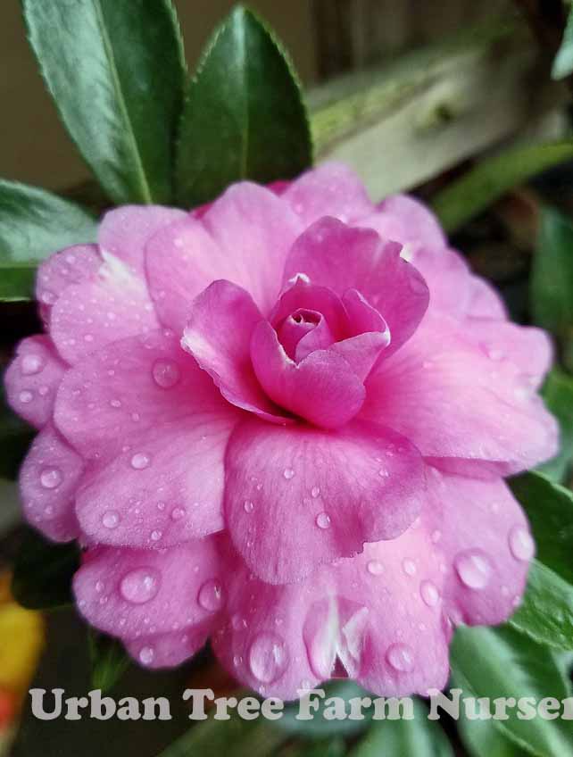 Camellia-sasanqua-Chansonette-TRELLIS-a Camellia sasanqua 'Chansonette' TRELLIS - Image 1