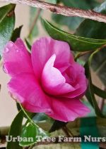 Camellia sasanqua 'Chansonette' TRELLIS - Image 2