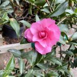 Camellia sasanqua 'Chansonette'