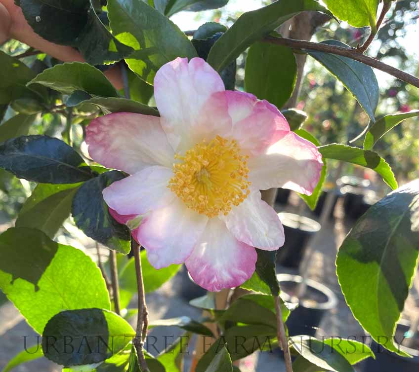 Camellia-sasanqua-Hana-Jima-STD-a Camellia sasanqua 'Hana-Jima' STD - Image 1