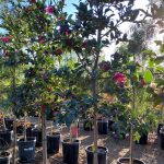 Camellia sasanqua 'Kanjiro' STD