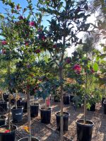 Camellia sasanqua 'Kanjiro' STD