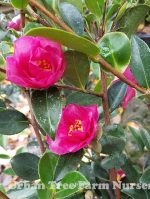 Camellia sasanqua 'Kanjiro' STD - Image 2