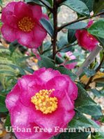 Camellia sasanqua 'Kanjiro' STD - Image 3