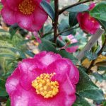 Camellia sasanqua 'Kanjiro' TRELLIS