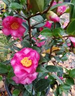 Camellia sasanqua 'Kanjiro'