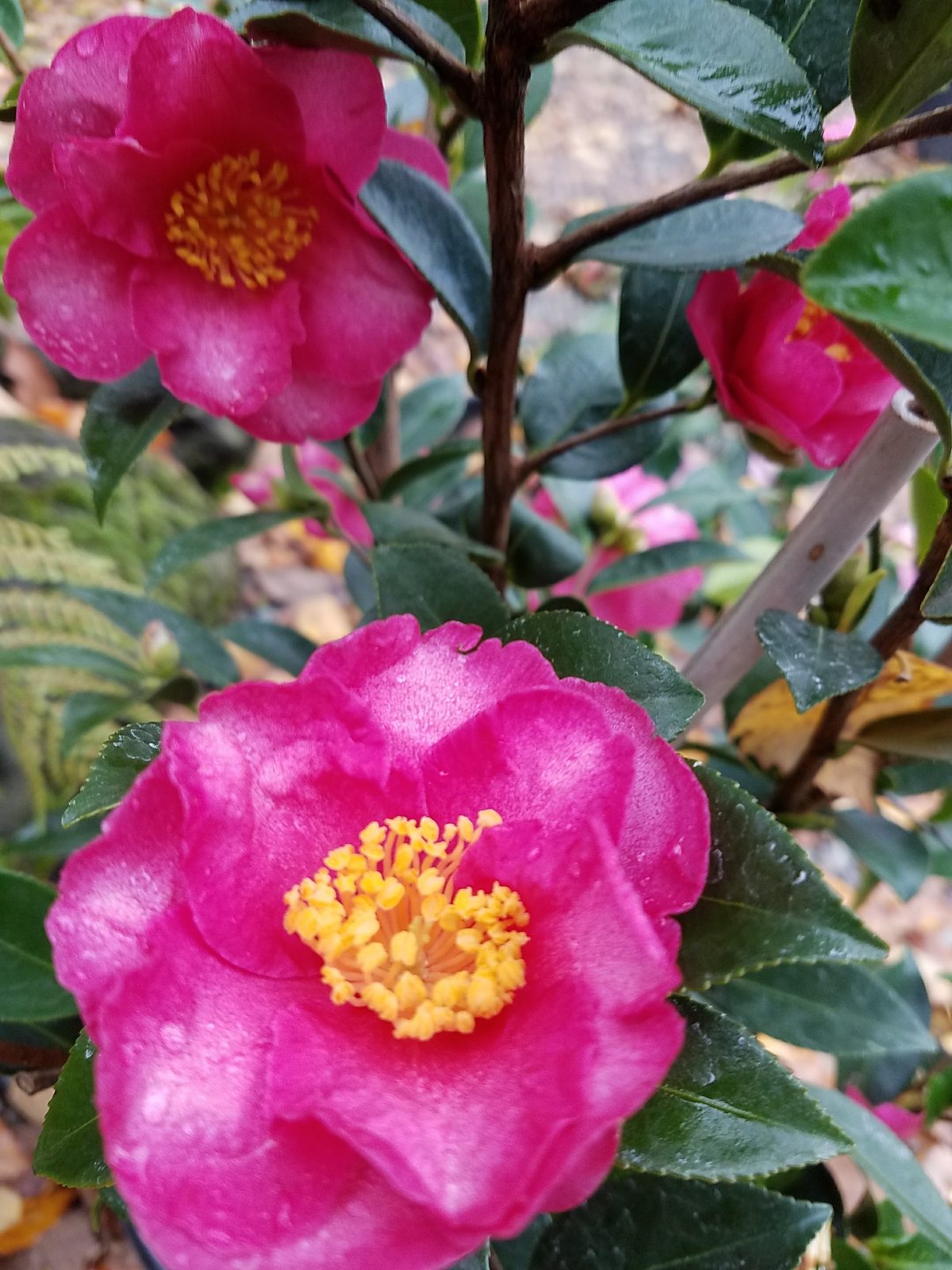 Camellia sasanqua Kanjiro b scaled