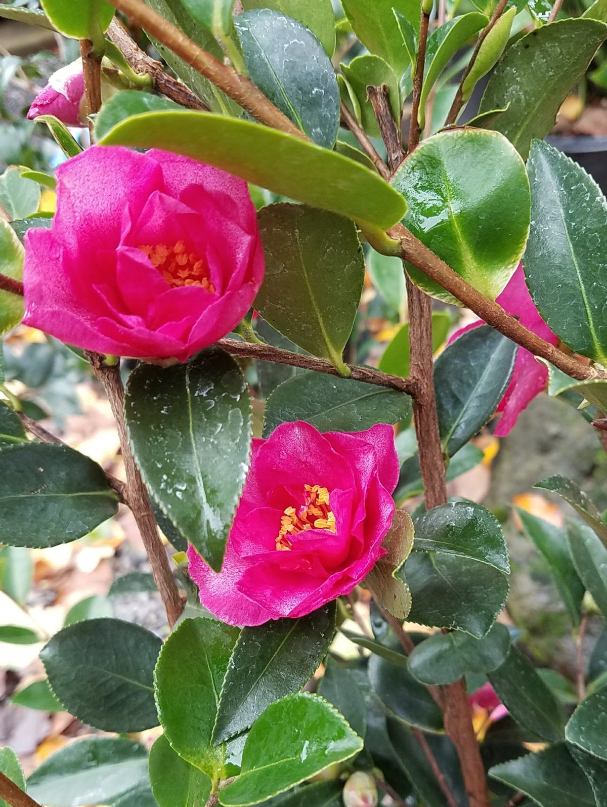 Camellia sasanqua Kanjiro c