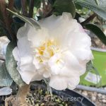 Camellia sasanqua 'October Magic Dawn'