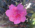 Camellia sasanqua 'October Magic Rose'